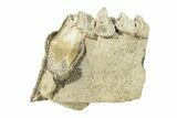 Oreodont (Merycoidodon) Jaw Section - South Dakota #260082-1